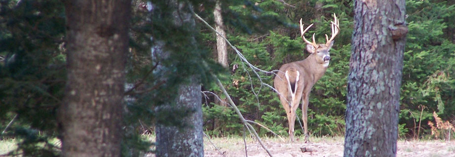 A buck at the lodge