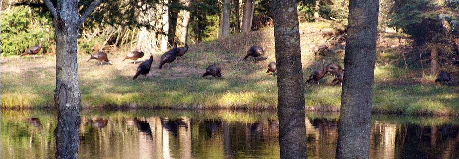Turkeys at the Lodge pond