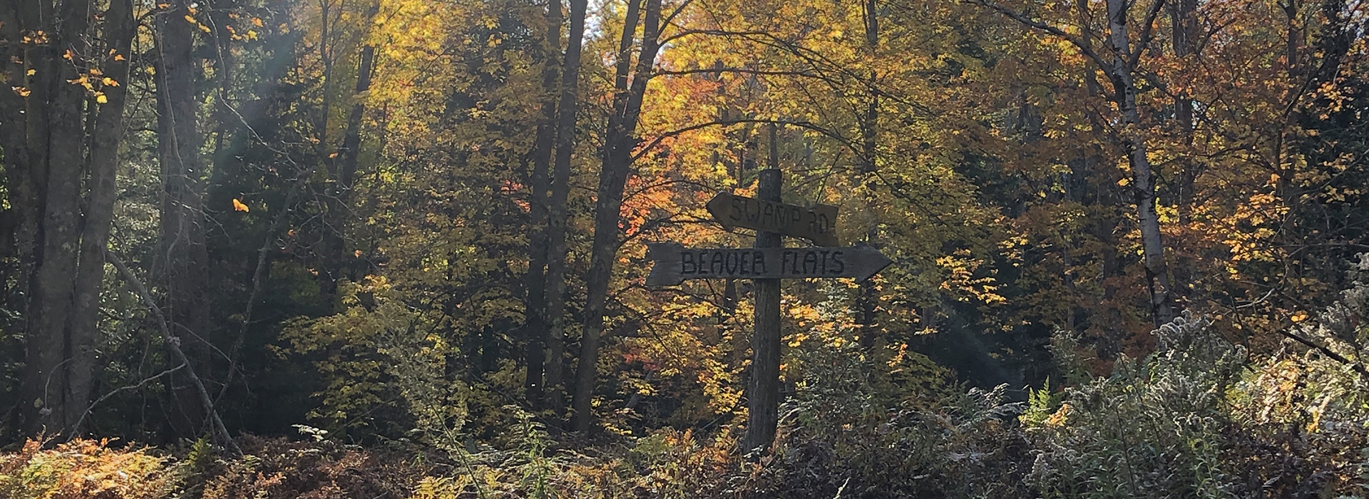 Fall trees in woods with wooden sign trail markers