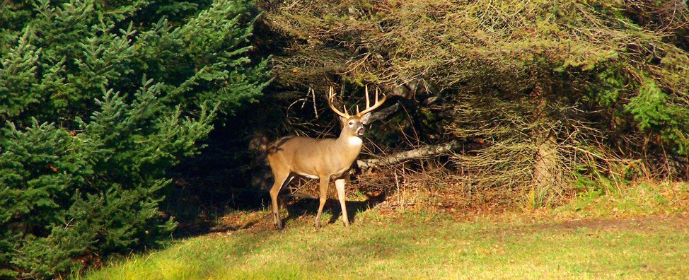 Buck at the Lodge Pond