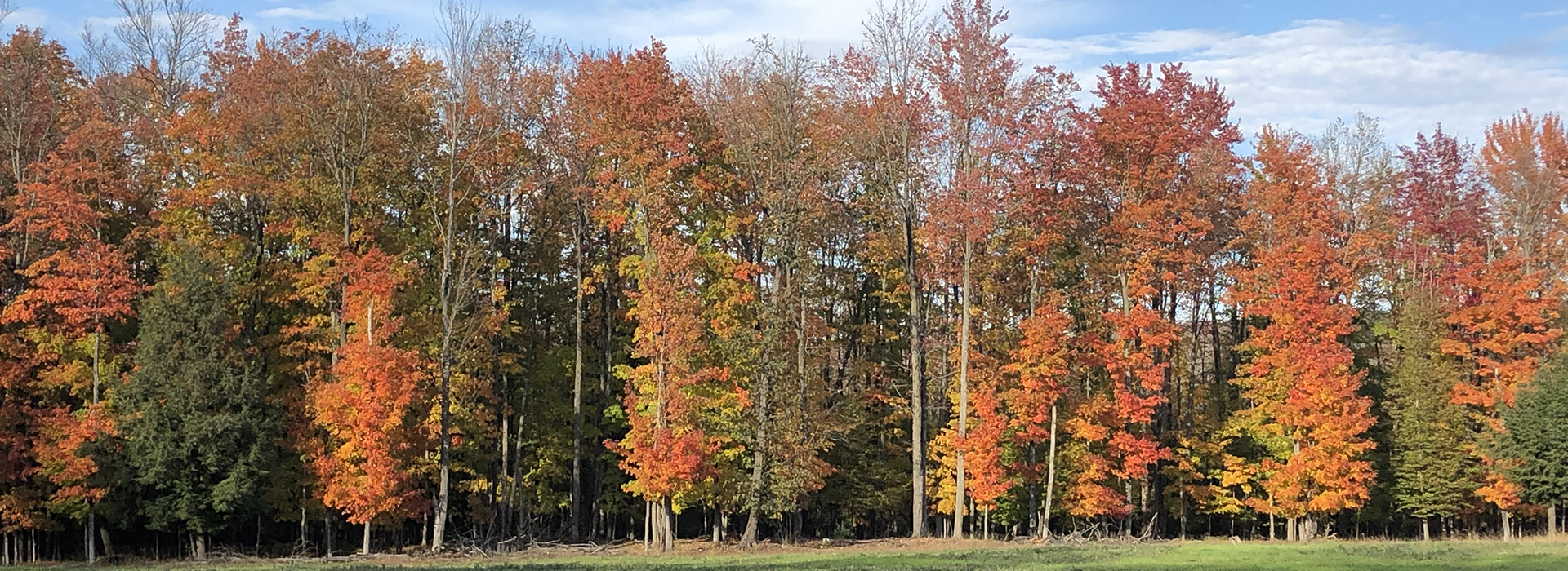 Drettman Ranch Fall-colored Trees
